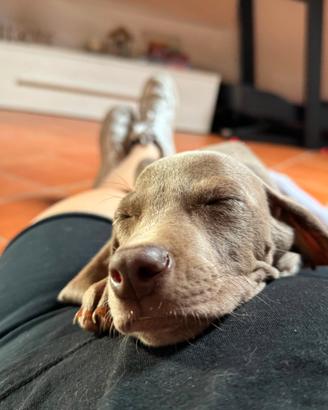 Cucciolo Weimaraner