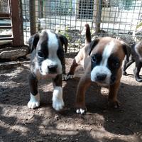 Cuccioli Boxer in Puglia con pedigree