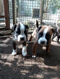 Cuccioli Boxer in Puglia con pedigree