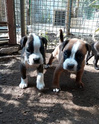 Cuccioli Boxer in Puglia con pedigree