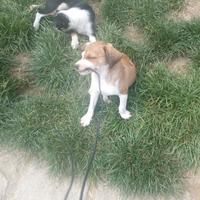 Cuccioli incrocio con Basenji