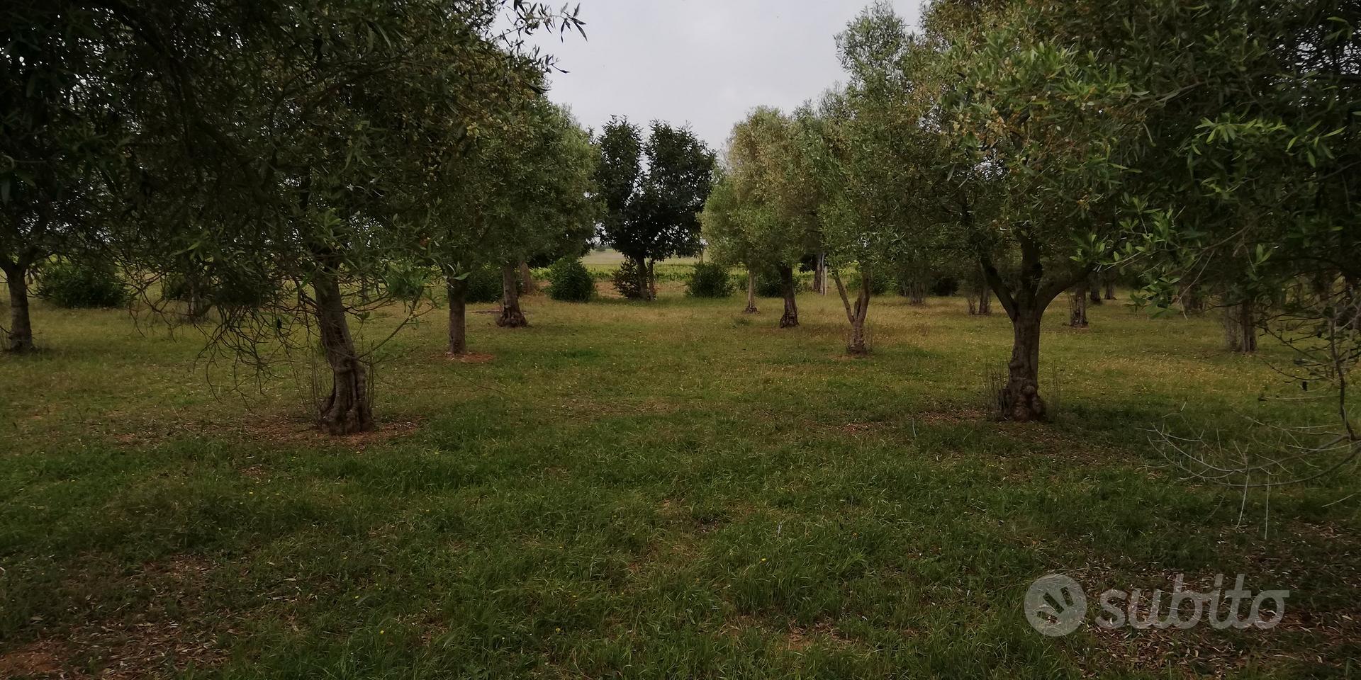 oliveto - Vista 3