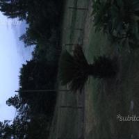 Villa con terreno e casale