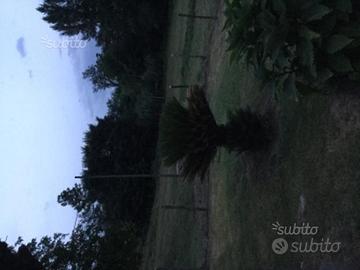 Villa con terreno e casale