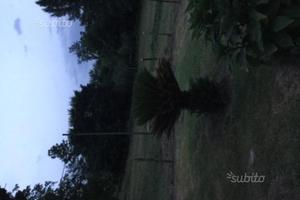 Villa con terreno e casale