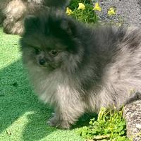 Spitz Pomerania disponibile da subito