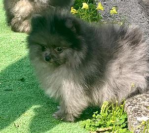 Spitz Pomerania disponibile da subito