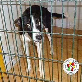 THOR occhi pieni di speranza