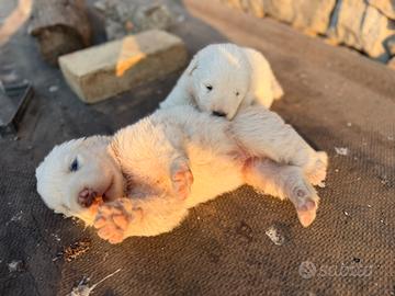 Cuccioli di Pastore Maremmano