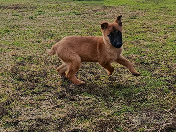Cucciola Malinois con Pedigree