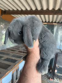 Conigli ariete BLU DI VIENNA PURA RAZZA