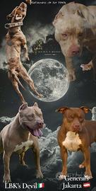 Maschi e femmine Pitbull con pedigree