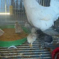 Gallina con pulcini