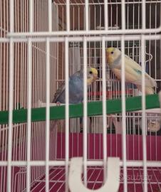 Coppia Cocoriti