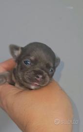 Chihuahua toy blu
