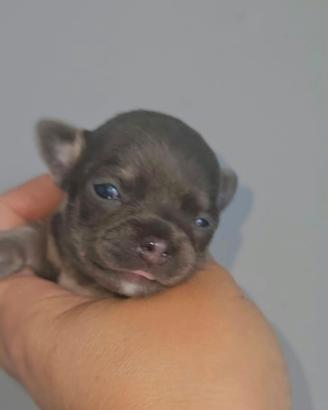 Chihuahua toy blu