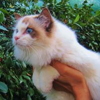 Giovane Ragdoll con pedigree