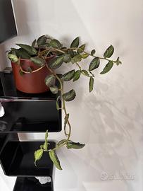 Pellionia repens  - pianta