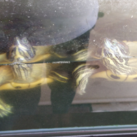 Tartarughe acquatiche