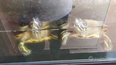 Tartarughe acquatiche