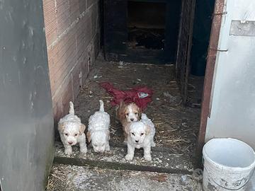 Incrocio lagotto