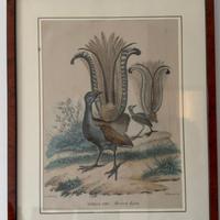 Set di 6 quadri stampe vintage uccelli ornitologia