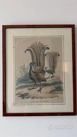 Set di 6 quadri stampe vintage uccelli ornitologia