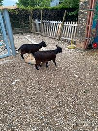 Coppia di caprette tibetane