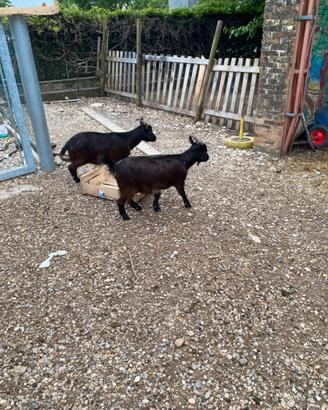 Coppia di caprette tibetane
