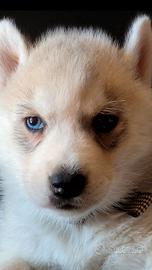 SIBERIAN HUSKY CUCCIOLATA CON PEDIGREE 
