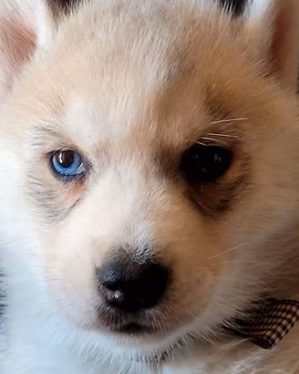 SIBERIAN HUSKY CUCCIOLATA CON PEDIGREE 