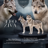 Cuccioli di Cane Lupo Cecoslovacco