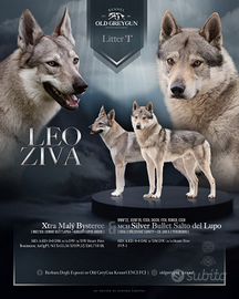 Cuccioli di Cane Lupo Cecoslovacco