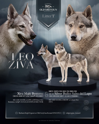 Cuccioli di Cane Lupo Cecoslovacco