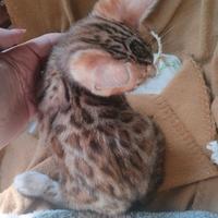 Gattine del Bengala con pedegree anche for breedin