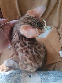 Gattine del Bengala con pedegree anche for breedin