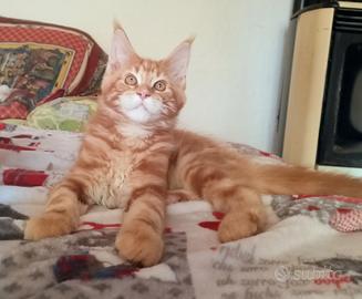 Maine Coon