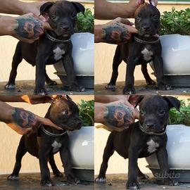 Cuccioli maschi Pitbull con pedigree