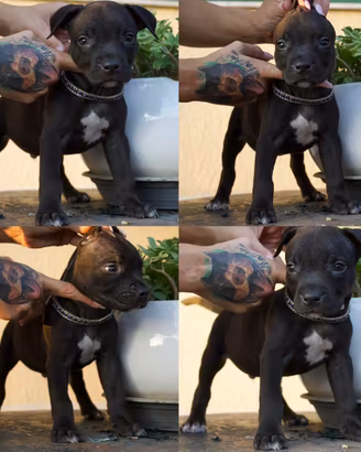 Cuccioli maschi Pitbull con pedigree