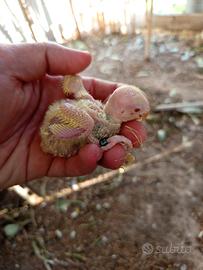 Pulli di inseparabili roseicollis