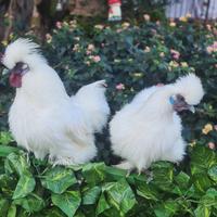 Ultima coppia di moroseta colorazione bianca