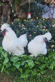 Ultima coppia di moroseta colorazione bianca