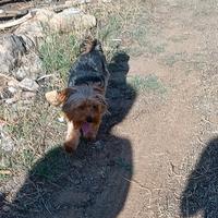 Cucciolo Yorkhire Terrier