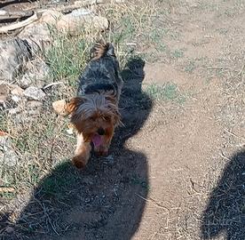 Cucciolo Yorkhire Terrier