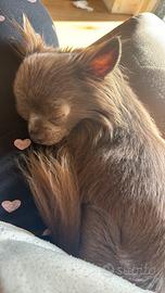 Hermès Chihuahua maschio con pedigree disponibile