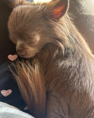 Hermès Chihuahua maschio con pedigree disponibile