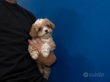 Maltipoo Mini Toy Bicolor Disponibili Subito