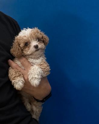 Maltipoo Mini Toy Bicolor Disponibili Subito