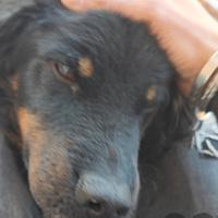 Incrocio Setter/Border Collie