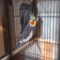 Coppia di calopsite di 1 anno